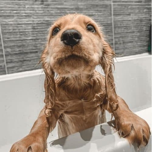 Toilettage complet
