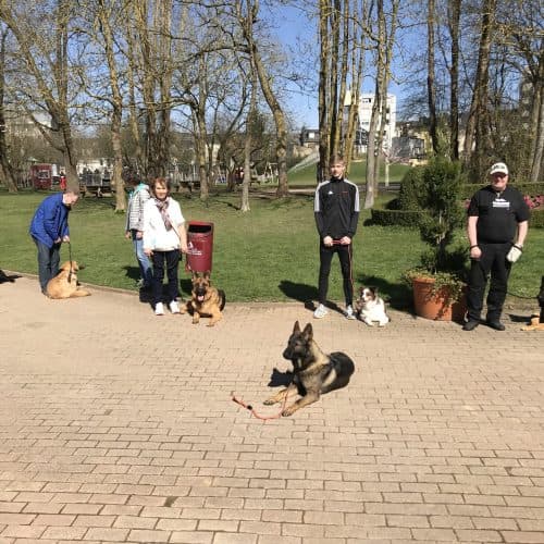 Dog-walking