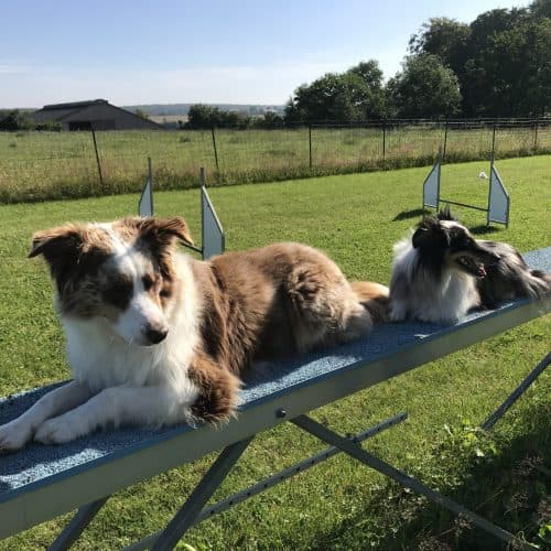Entraînement du chien … et du maître