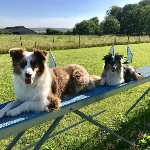 Entraînement du chien … et du maître