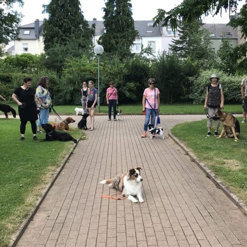 Entraînement du chien … et du maître