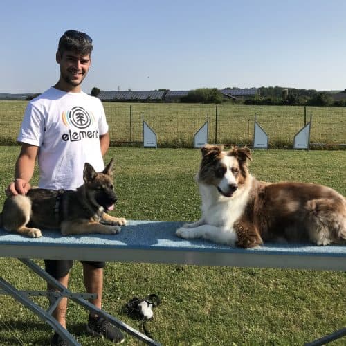 Entraînement du chien … et du maître