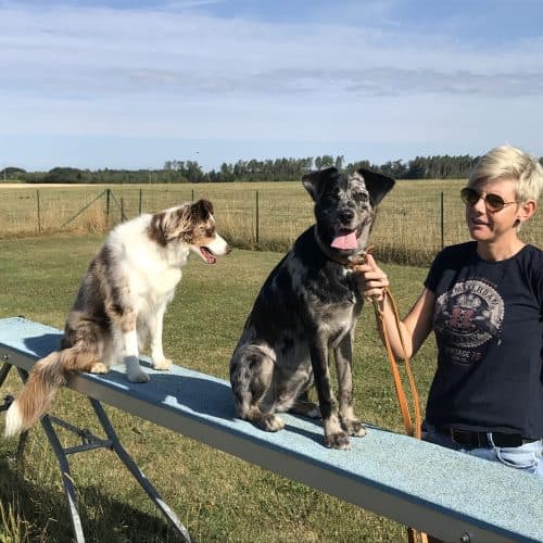 Entraînement du chien … et du maître