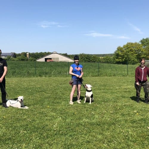 Entraînement du chien … et du maître