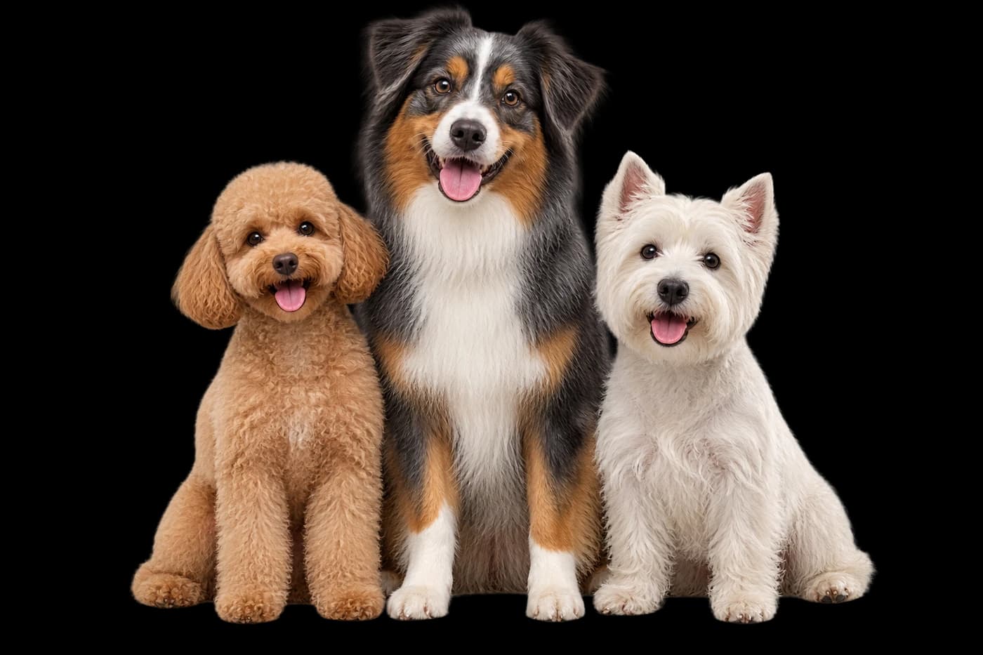 Trois chiens heureux : un caniche, un berger australien et un westie